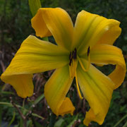  GoldiLock's Curls Daylily